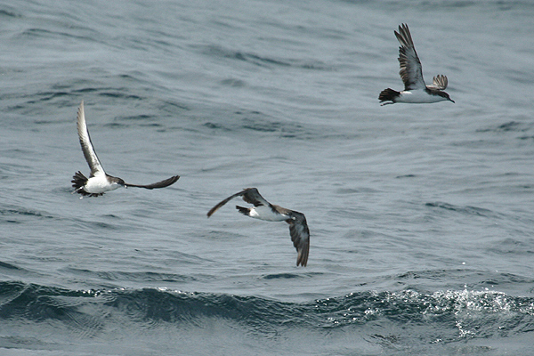 Galapagos Shearwater by Mick Dryden