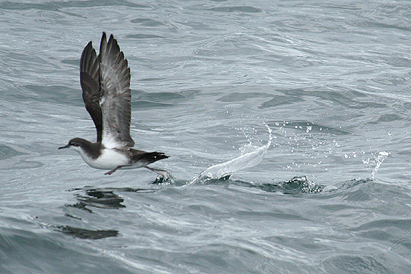 Galapagos Shearwater by Mick Dryden