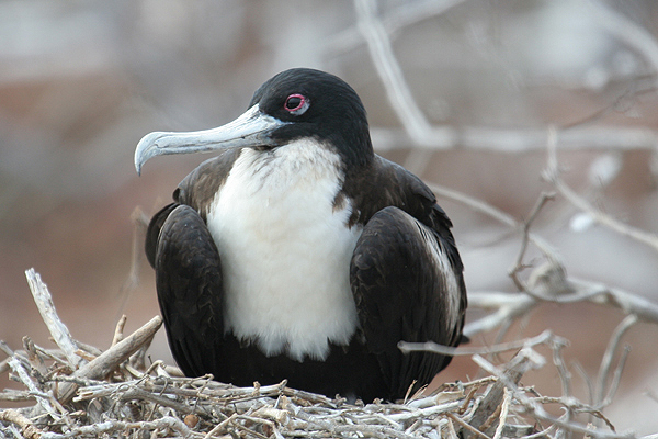 Great Frigatebird by Mick Dryden