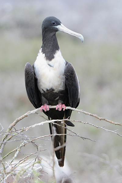 Great Frigatebird by Mick Dryden