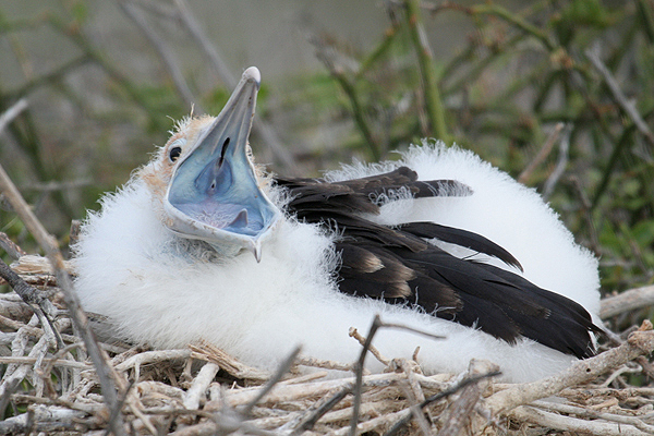 Great Frigatebird by Mick Dryden