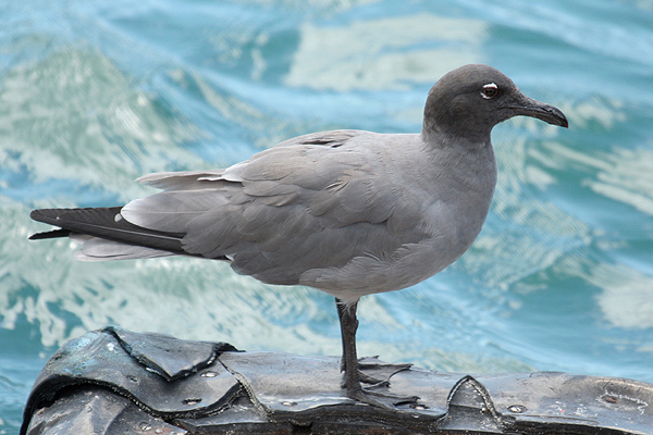 Lava Gull by Mick Dryden