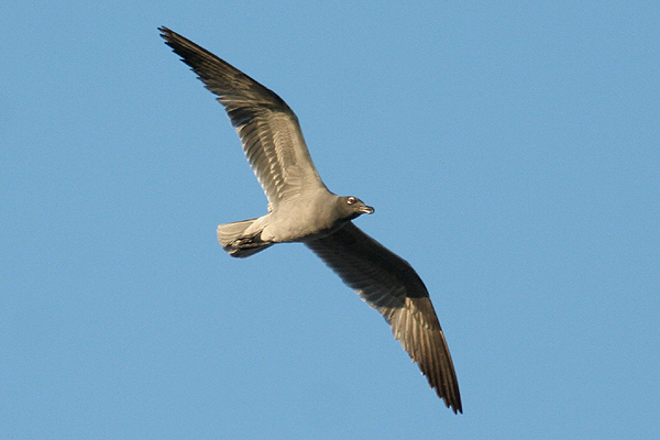 Lava Gull by Mick Dryden