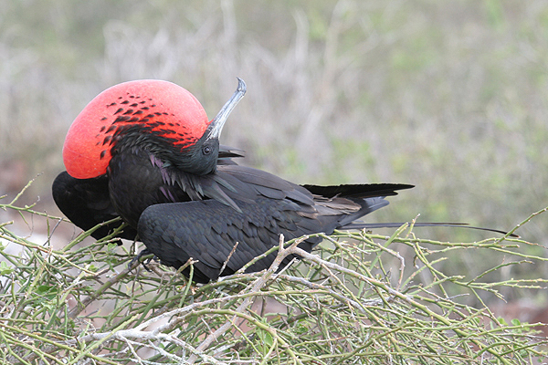 Magnificent Frigatebird by Mick Dryden
