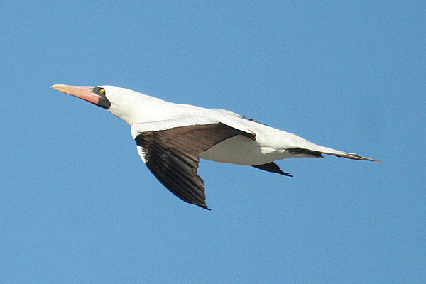 Nazca Booby by Mick Dryden