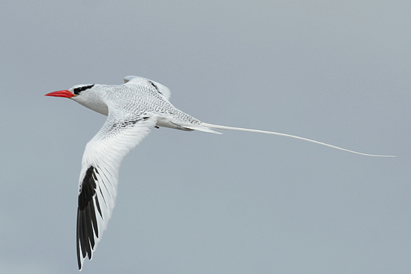 Red-billed Tropicbird by Mick Dryden