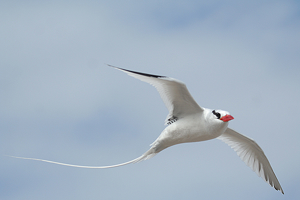 Red-billed Tropicbird by Mick Dryden