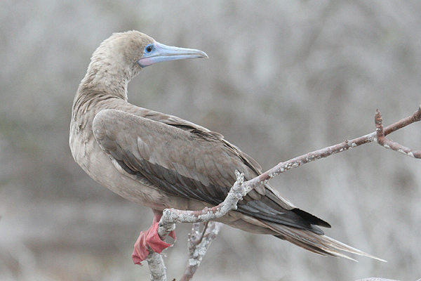 Red-footed Booby by Mick Dryden