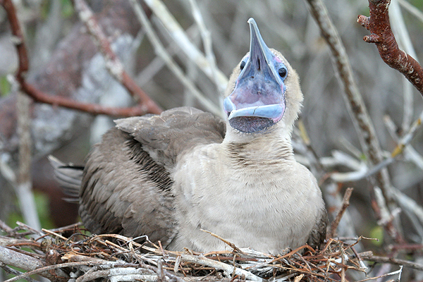 Red-footed Booby by Mick Dryden