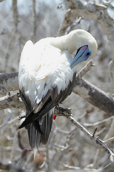 Red-footed Booby by Mick Dryden