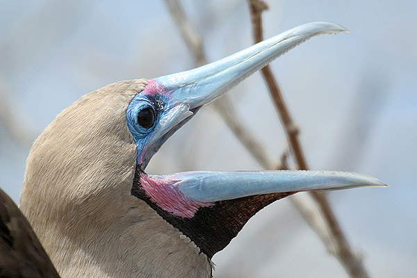 Red-footed Booby by Mick Dryden