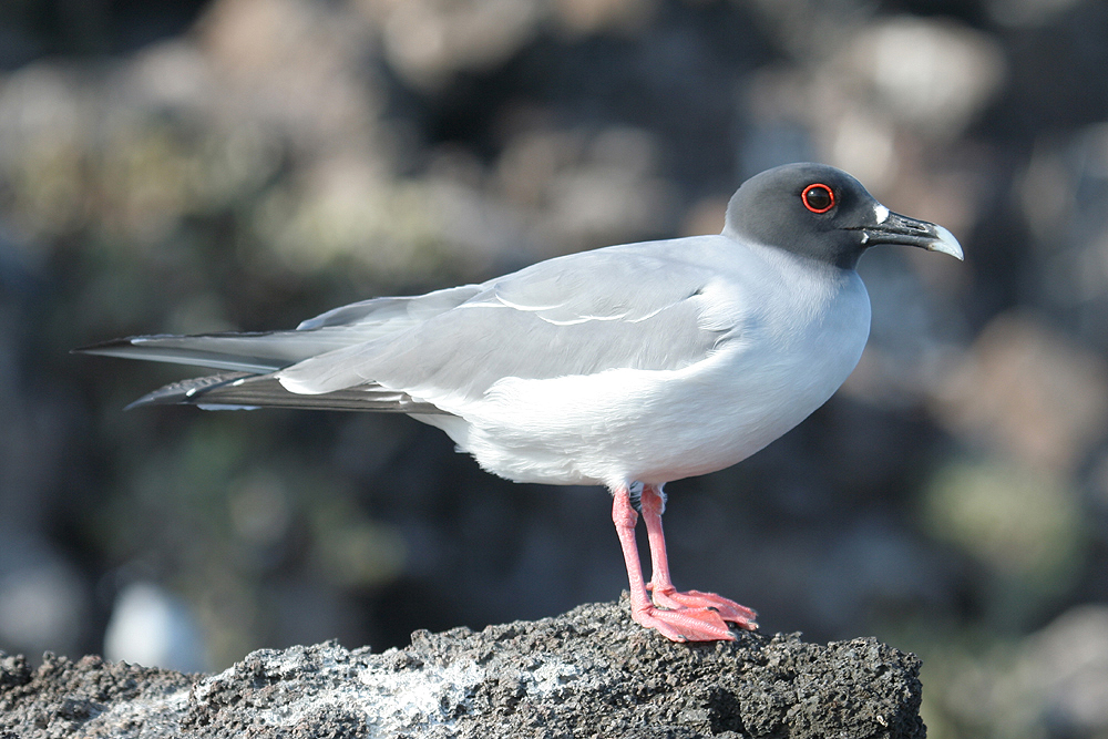 Swallow-tailed Gull by Mick Dryden