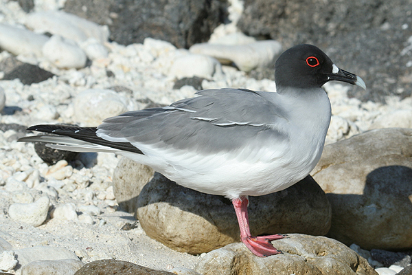 Swallow-tailed Gull by Mick Dryden
