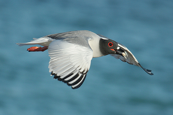 Swallow-tailed Gull by Mick Dryden
