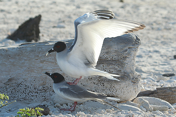 Swallow-tailed Gull by Mick Dryden