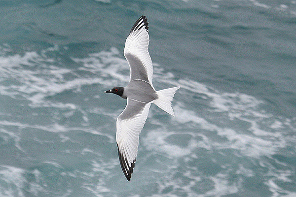 Swallow-tailed Gull by Mick Dryden