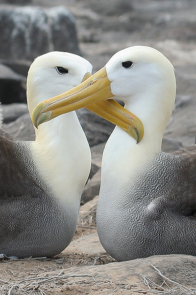 Waved Albatross by Mick Dryden