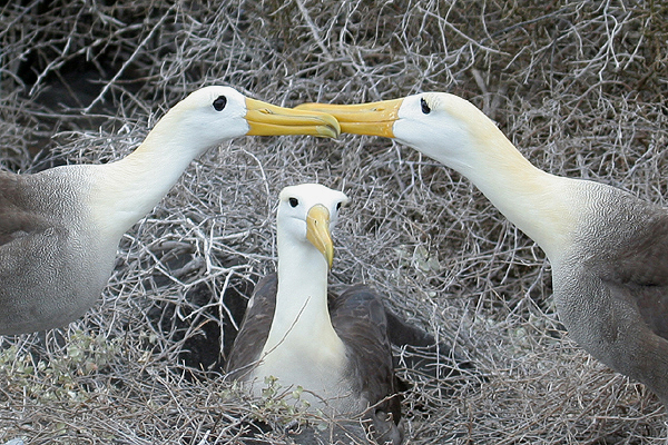 Waved Albatross by Mick Dryden