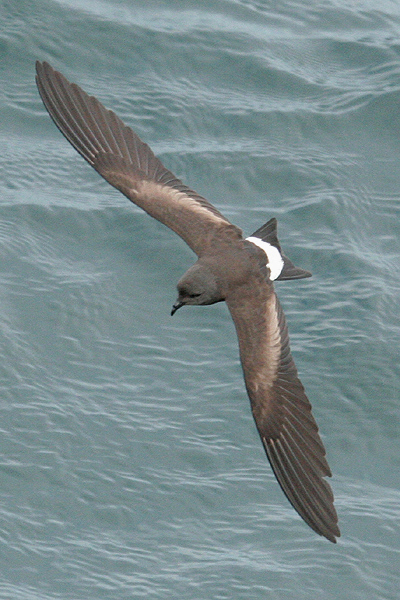 Wedge-rumped Storm Petrel by Mick Dryden