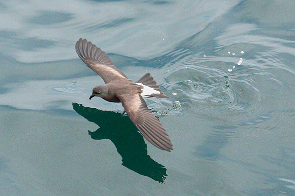 Wedge-rumped Storm Petrel by Mick Dryden