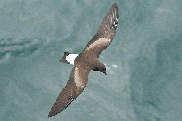 Wedge-rumped Storm Petrel by Mick Dryden