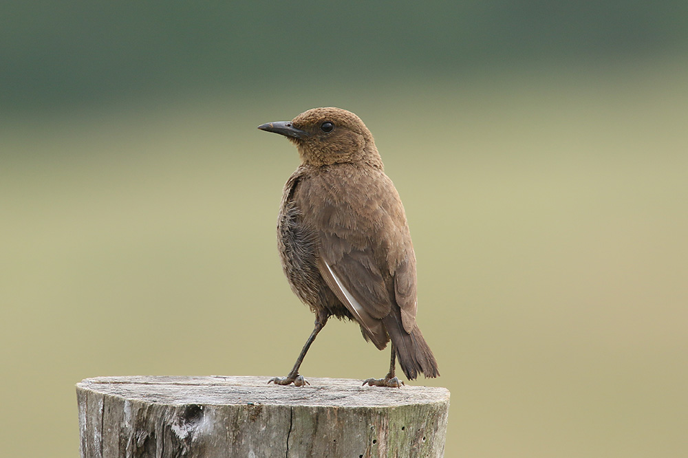 Anteating Chat by Mick Dryden