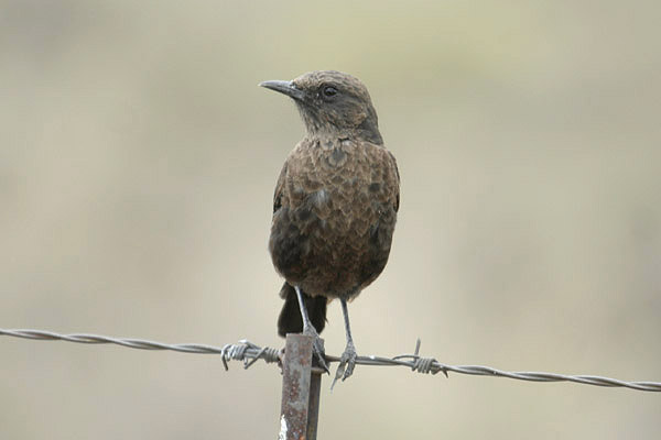 Ant-eating Chat by Mick Dryden