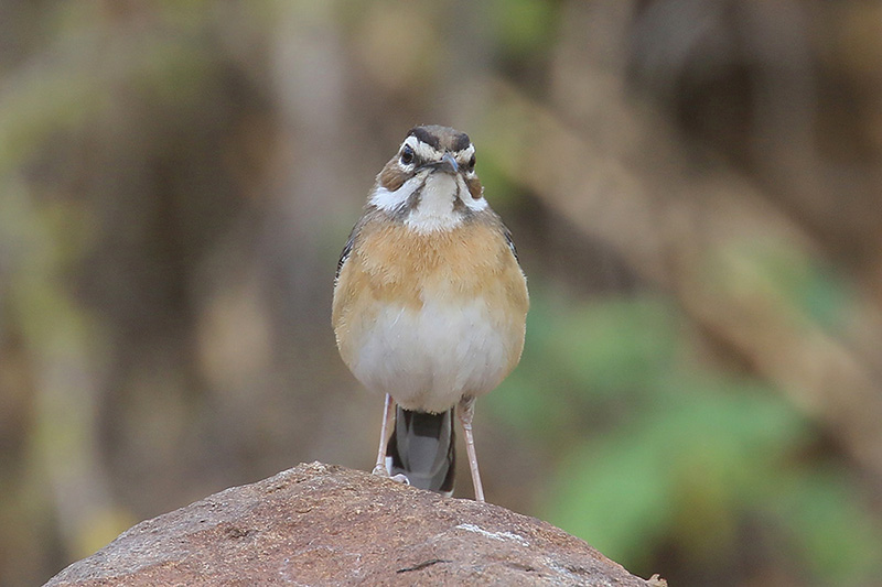 Bearded Scrub Robin by Mick Dryden