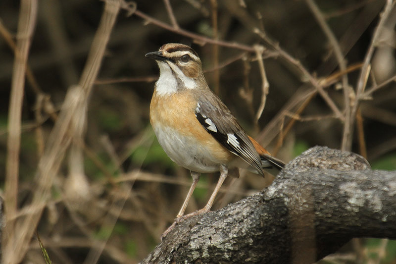 Bearded Scrub Robin by Mick Dryden