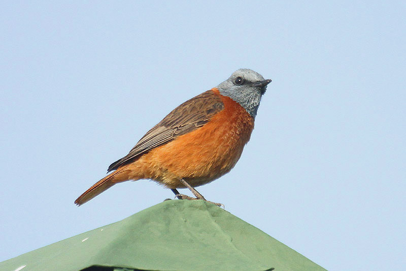 Cape Rock Thrush by Mick Dryden