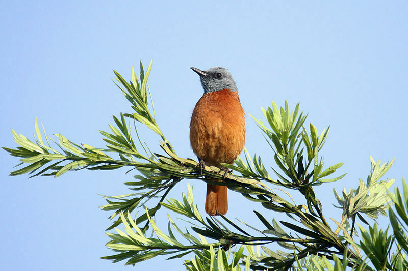 Cape Rock Thrush by Mick Dryden