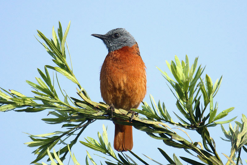 Cape Rock Thrush by Mick Dryden