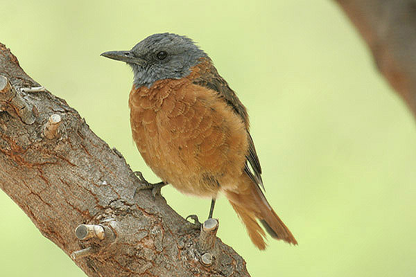 Cape Rock Thrush by Mick Dryden