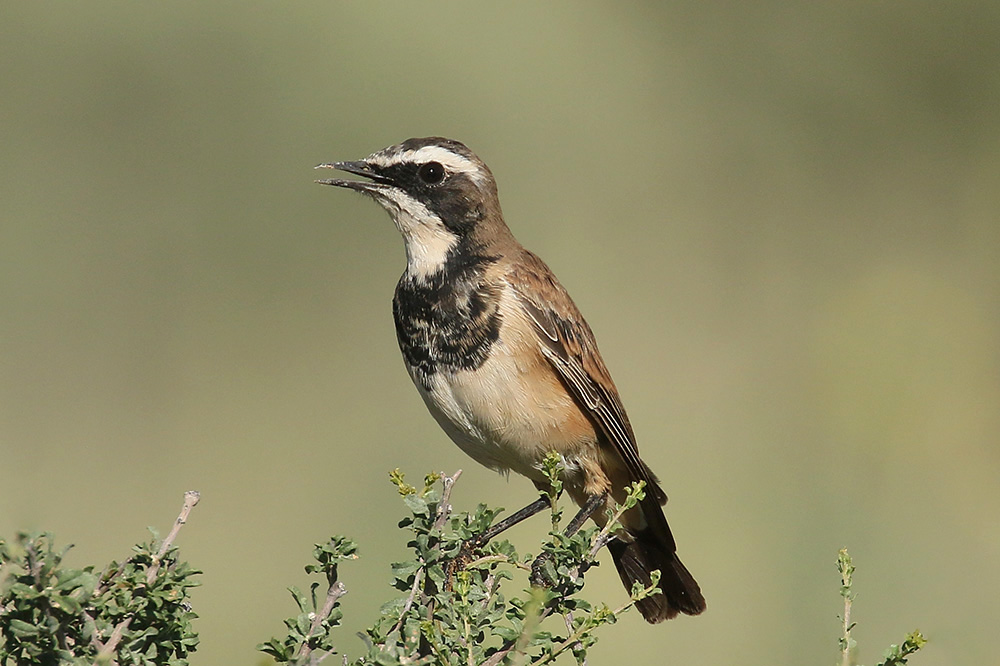 Capped Wheatear by Mick Dryden