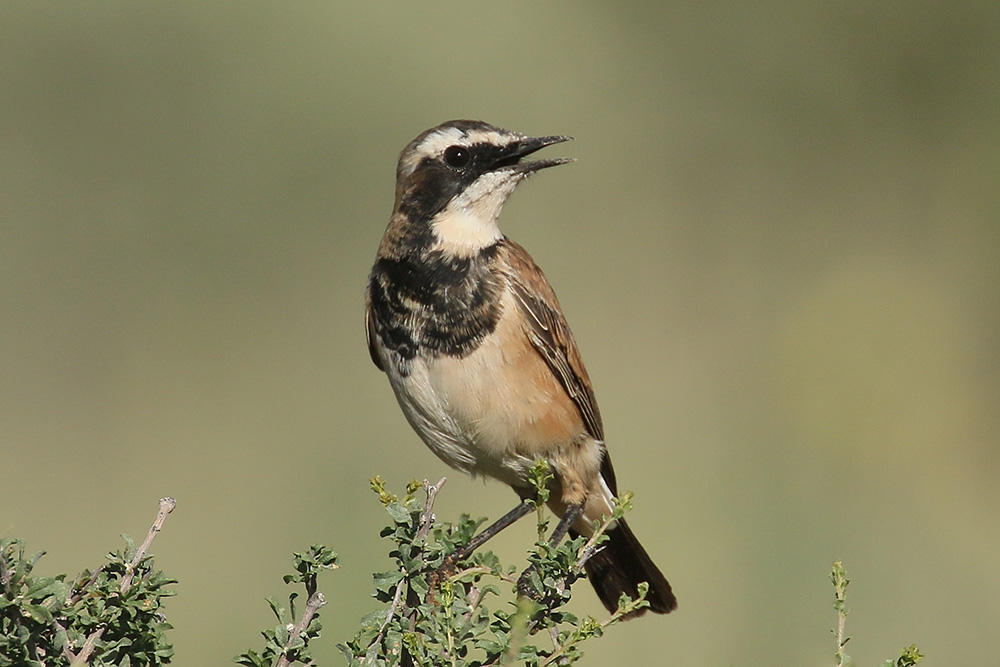 Capped Wheatear by Mick Dryden