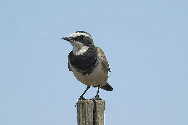 Capped Wheatear by Mick Dryden