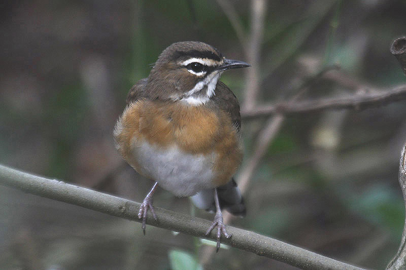 Bearded Scrub Robin by Mick Dryden