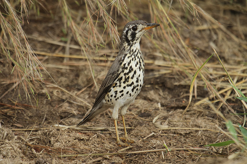 Groundscraper Thrush by Mick Dryden