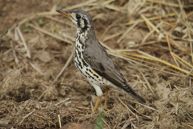 Groundscraper Thrush by Mick Dryden