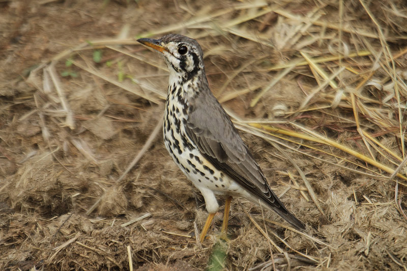 Groundscraper Thrush by Mick Dryden