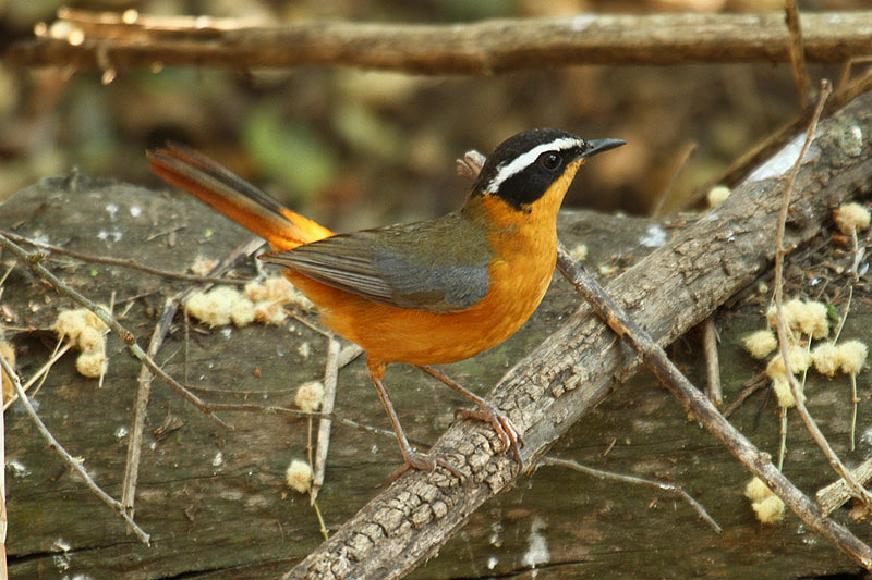 White-browed Robin-chat by Mick Dryden