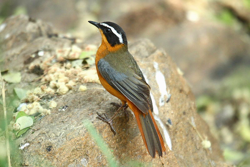 White-browed Robin-chat by Mick Dryden