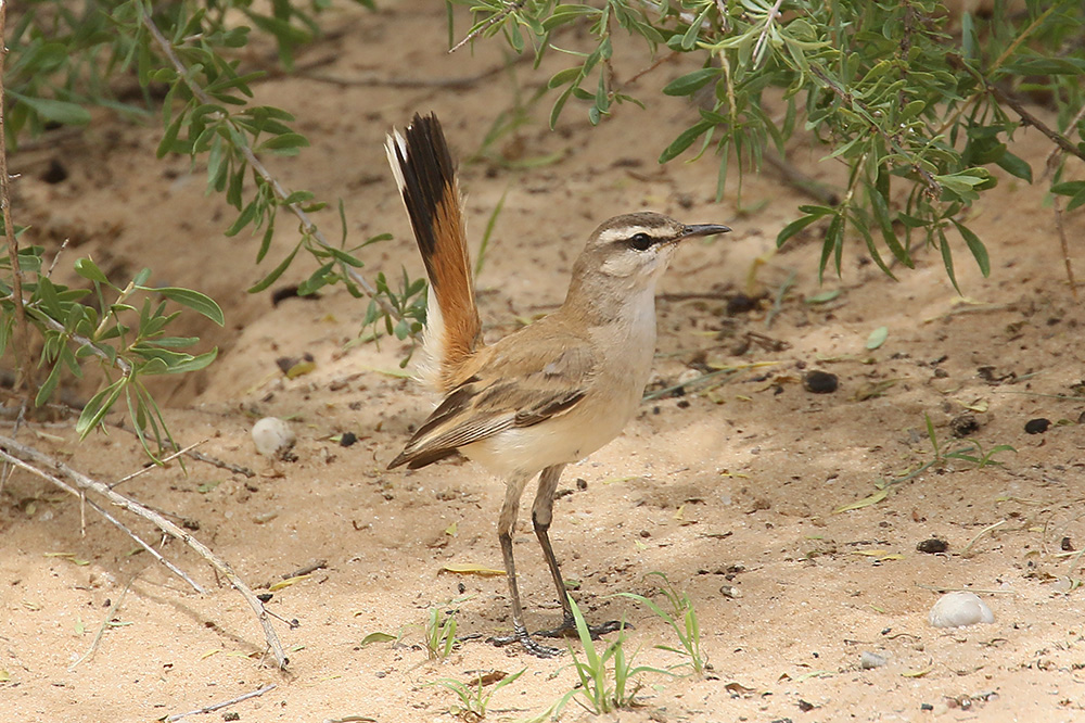 Kalahari Scrub Robin by Mick Dryden