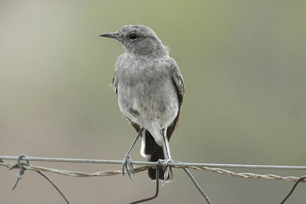 Karoo Chat by Mick Dryden