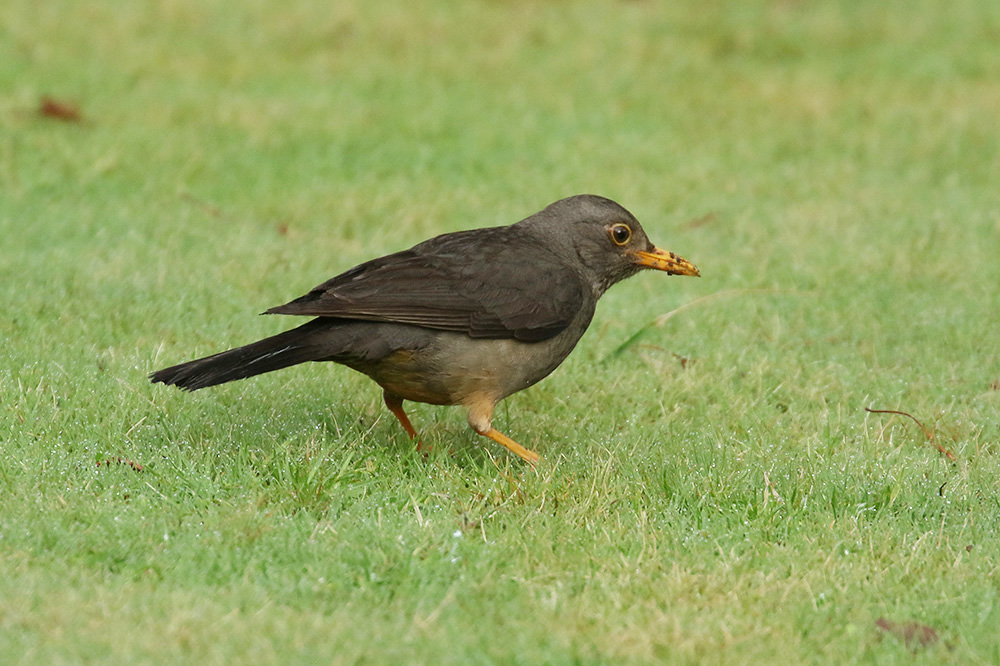 Karoo Thrush by Mick Dryden