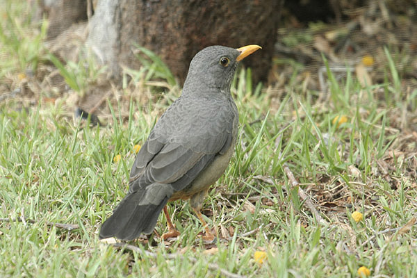 Karoo Thrush by Mick Dryden