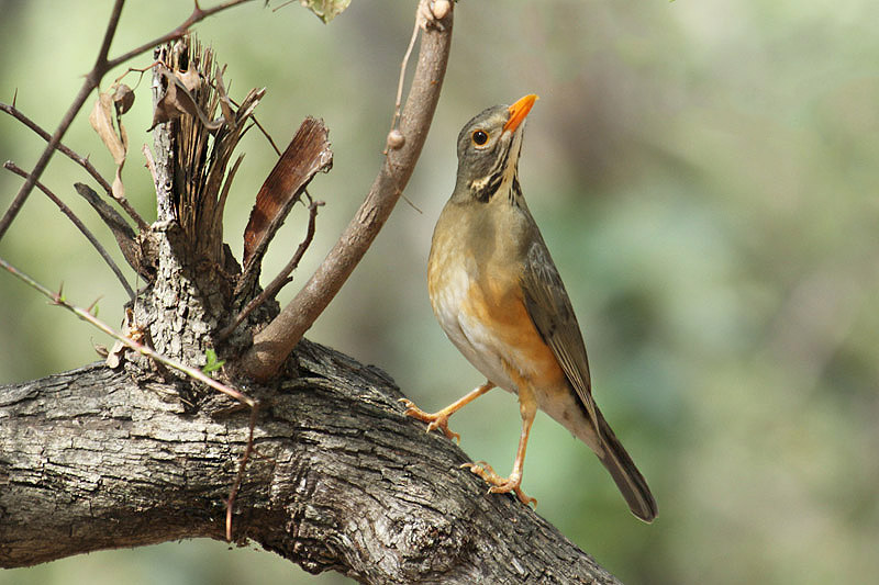 Kurrichane Thrush by Mick Dryden