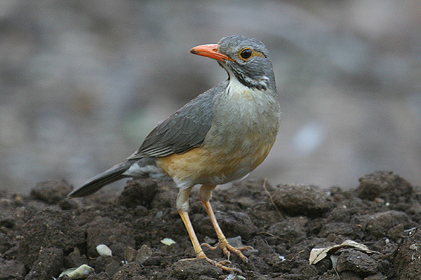 Kurrichane Thrush by Mick Dryden