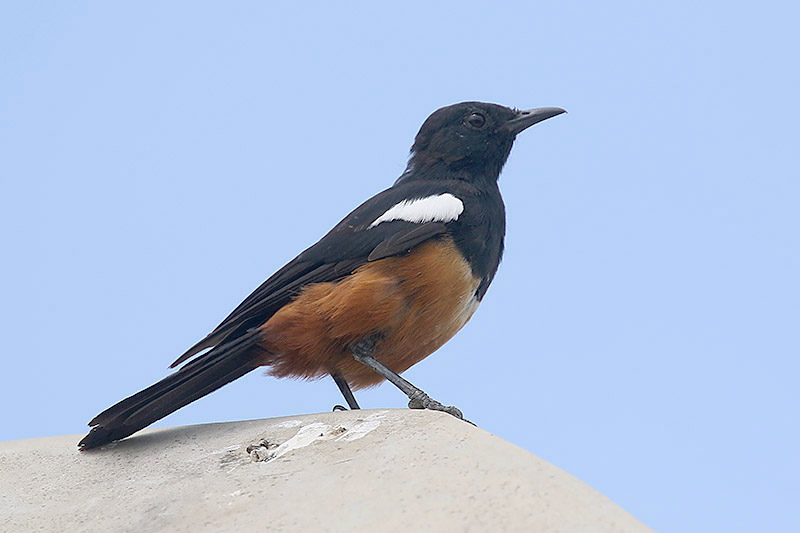 Mocking Cliff Chat by Mick Dryden