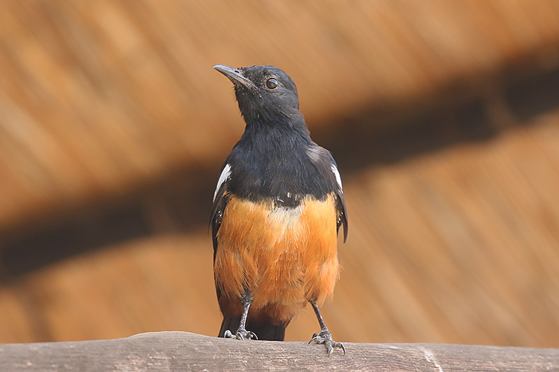 Mocking Cliff Chat by Mick Dryden